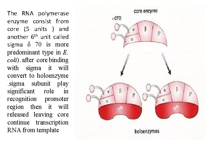 The RNA polymerase enzyme consist from core (5 units ) and another 6 th