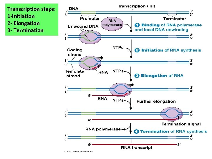 Transcription steps: 1 -Initiation 2 - Elongation 3 - Termination 