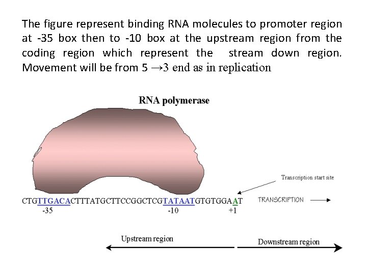 The figure represent binding RNA molecules to promoter region at -35 box then to