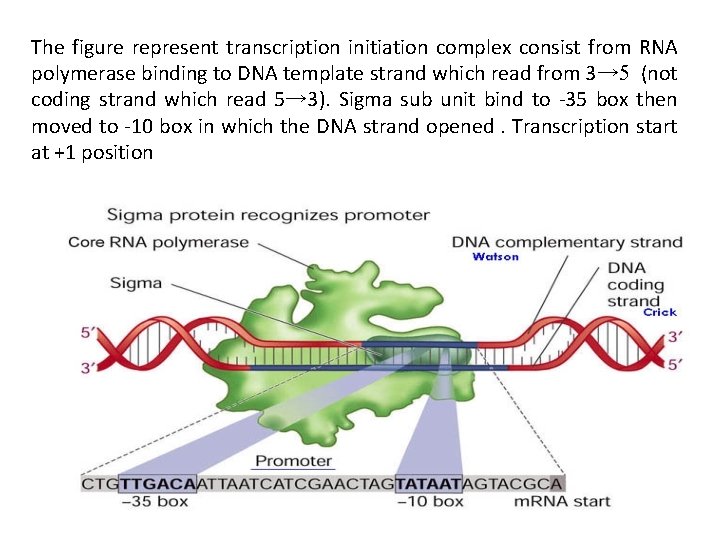 The figure represent transcription initiation complex consist from RNA polymerase binding to DNA template