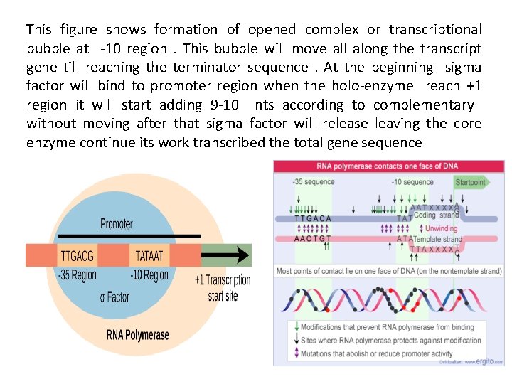 This figure shows formation of opened complex or transcriptional bubble at -10 region. This