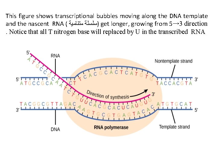 This figure shows transcriptional bubbles moving along the DNA template and the nascent RNA