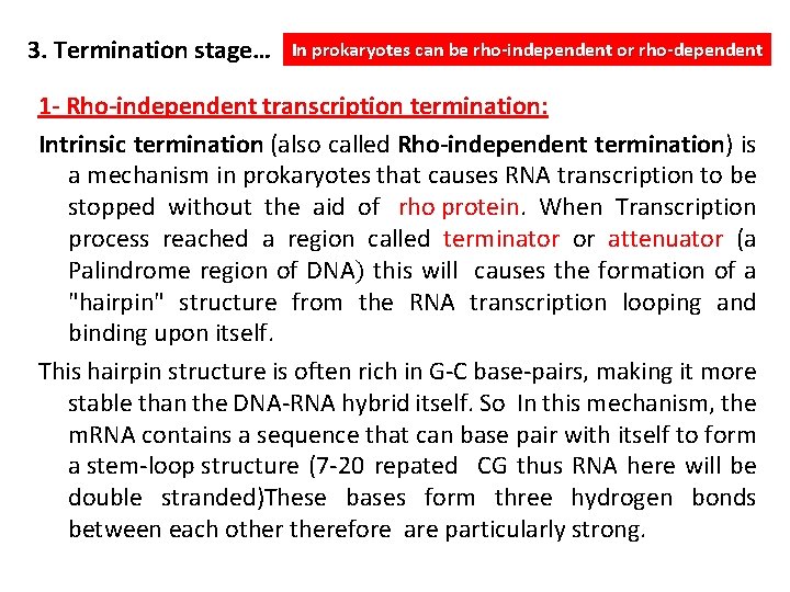 3. Termination stage… In prokaryotes can be rho-independent or rho-dependent 1 - Rho-independent transcription