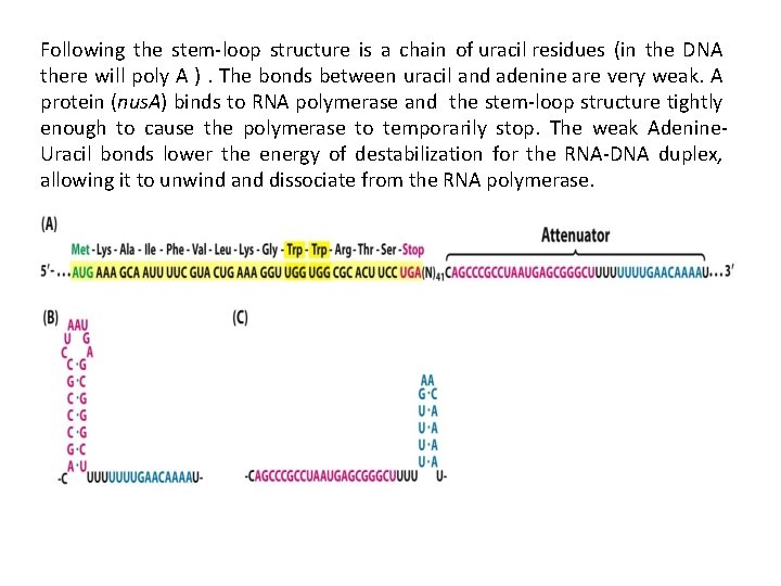 Following the stem-loop structure is a chain of uracil residues (in the DNA there
