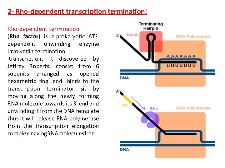 2 - Rho-dependent transcription termination: Rho-dependent termination: , (Rho factor) is a prokaryotic ATPdependent