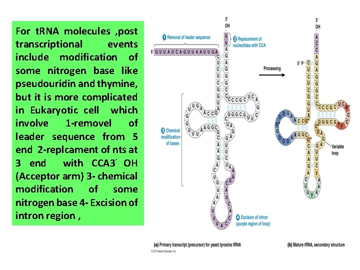 For t. RNA molecules , post transcriptional events include modification of some nitrogen base