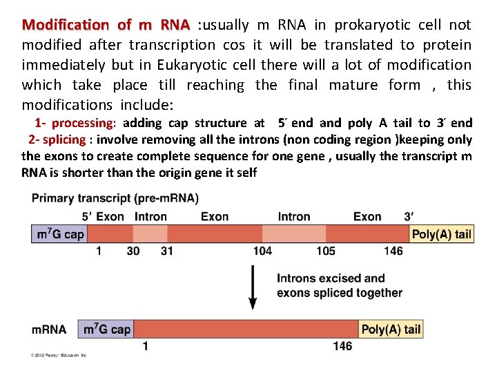 Modification of m RNA : usually m RNA in prokaryotic cell not modified after