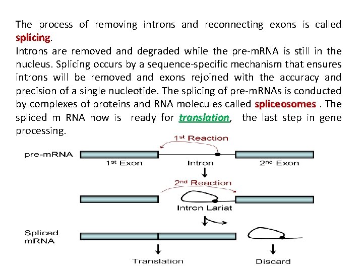 The process of removing introns and reconnecting exons is called splicing. jk splicing Introns