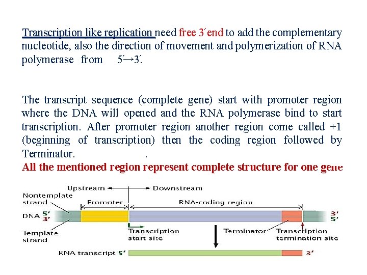 Transcription like replication need free 3 end to add the complementary nucleotide, also the