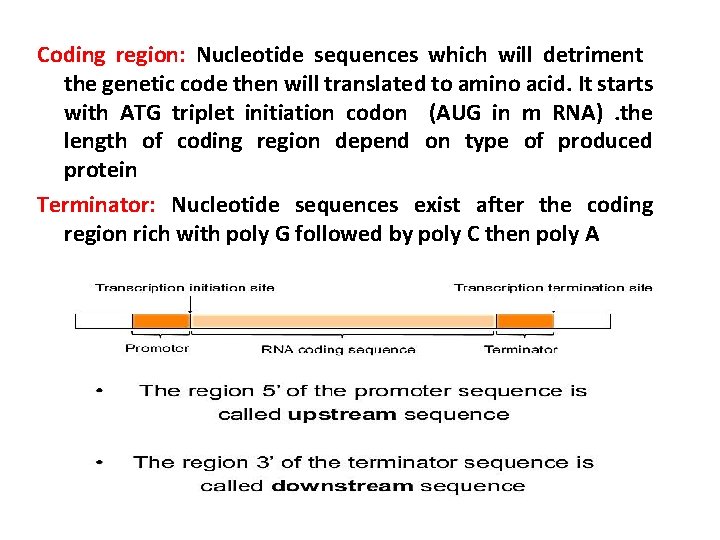 Coding region: Nucleotide sequences which will detriment the genetic code then will translated to