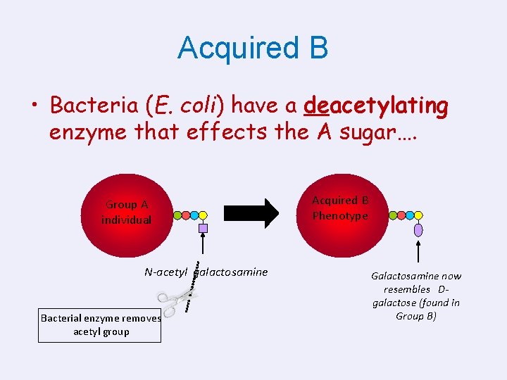 Acquired B • Bacteria (E. coli) have a deacetylating enzyme that effects the A