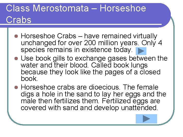 Class Merostomata – Horseshoe Crabs – have remained virtually unchanged for over 200 million