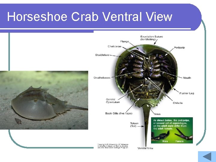 Horseshoe Crab Ventral View 
