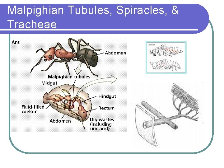 Malpighian Tubules, Spiracles, & Tracheae 