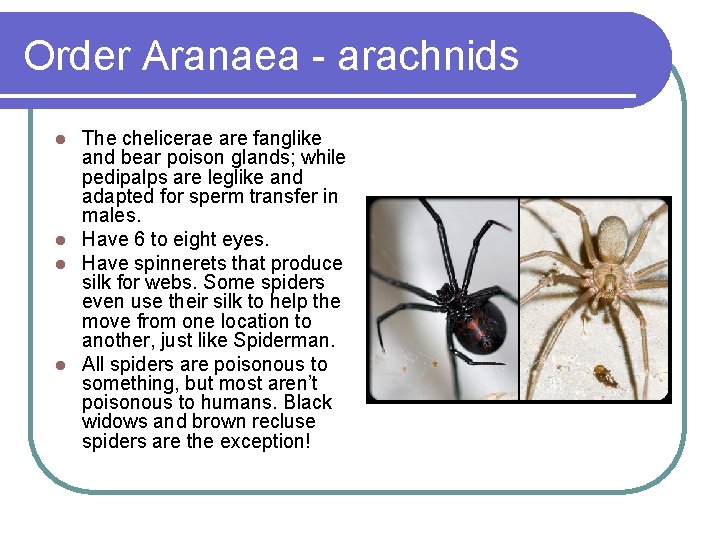 Order Aranaea - arachnids The chelicerae are fanglike and bear poison glands; while pedipalps