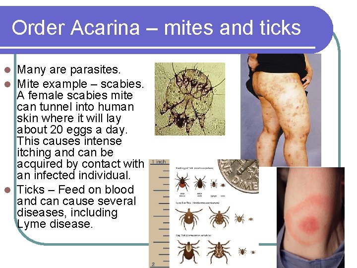 Order Acarina – mites and ticks Many are parasites. Mite example – scabies. A