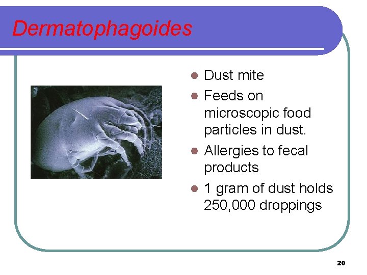 Dermatophagoides Dust mite l Feeds on microscopic food particles in dust. l Allergies to