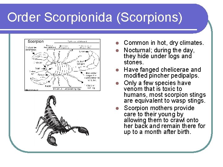 Order Scorpionida (Scorpions) Common in hot, dry climates. Nocturnal; during the day, they hide