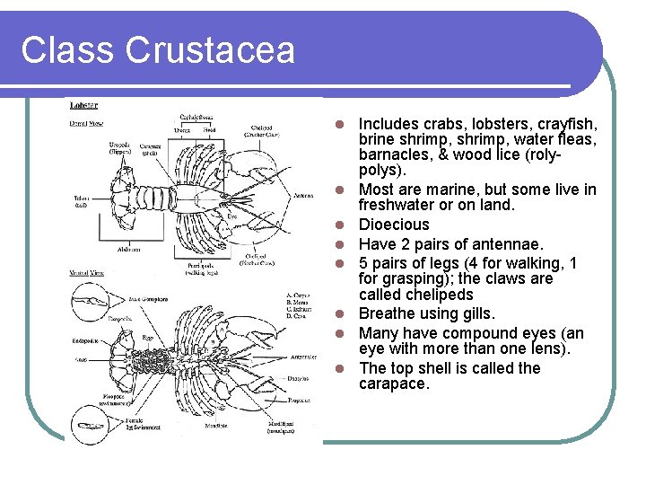 Class Crustacea l l l l Includes crabs, lobsters, crayfish, brine shrimp, water fleas,