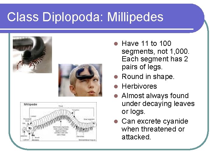 Class Diplopoda: Millipedes l l l Have 11 to 100 segments, not 1, 000.