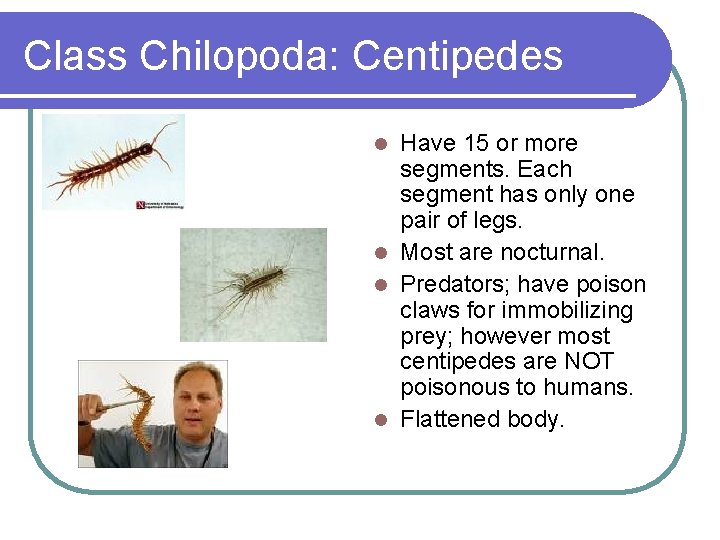 Class Chilopoda: Centipedes Have 15 or more segments. Each segment has only one pair