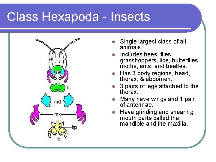 Class Hexapoda - Insects l l l Single largest class of all animals. Includes