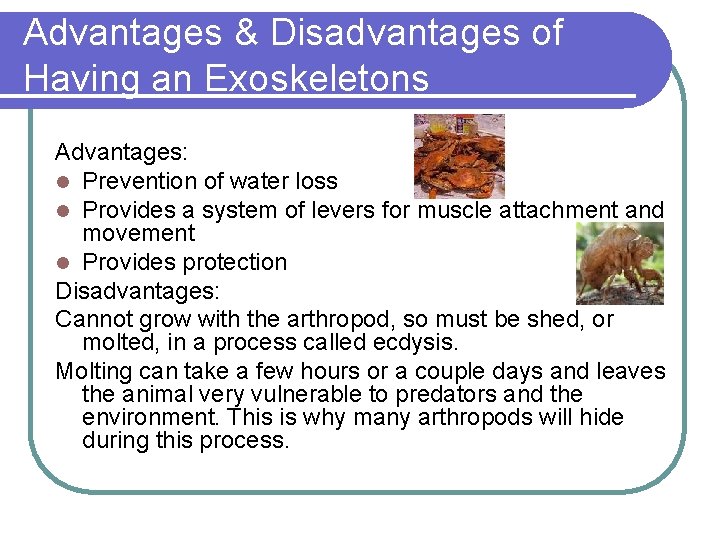 Advantages & Disadvantages of Having an Exoskeletons Advantages: l Prevention of water loss l