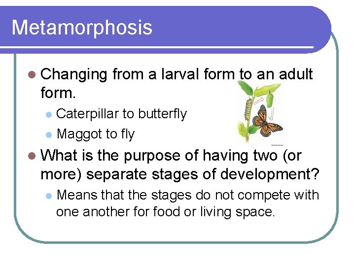 Metamorphosis l Changing from a larval form to an adult form. Caterpillar to butterfly