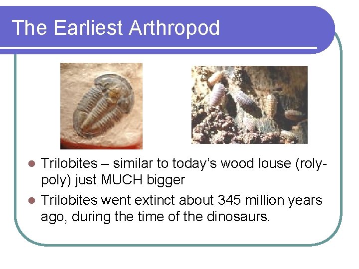 The Earliest Arthropod Trilobites – similar to today’s wood louse (rolypoly) just MUCH bigger