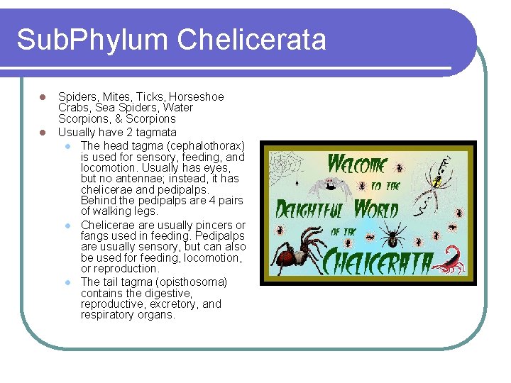 Sub. Phylum Chelicerata l l Spiders, Mites, Ticks, Horseshoe Crabs, Sea Spiders, Water Scorpions,
