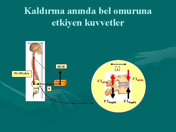 Kaldırma anında bel omuruna etkiyen kuvvetler F 2=W a F 1 =F 2 x