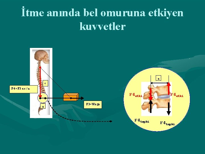 İtme anında bel omuruna etkiyen kuvvetler a c F 4 =F 3 x c