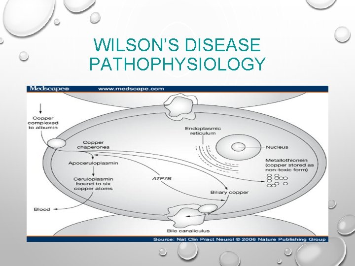 WILSON’S DISEASE PATHOPHYSIOLOGY 