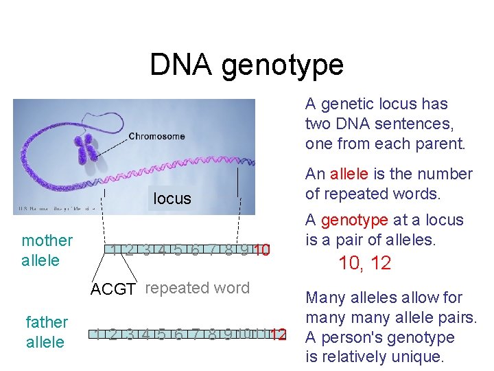 DNA genotype A genetic locus has two DNA sentences, one from each parent. locus