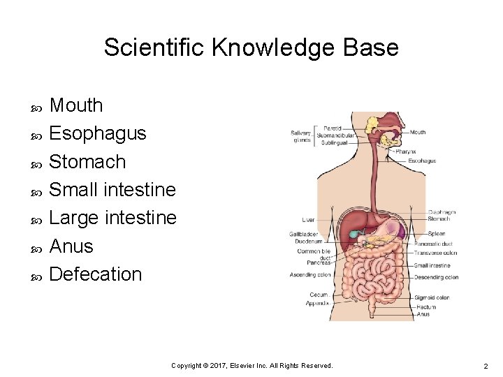 Scientific Knowledge Base Mouth Esophagus Stomach Small intestine Large intestine Anus Defecation Copyright ©