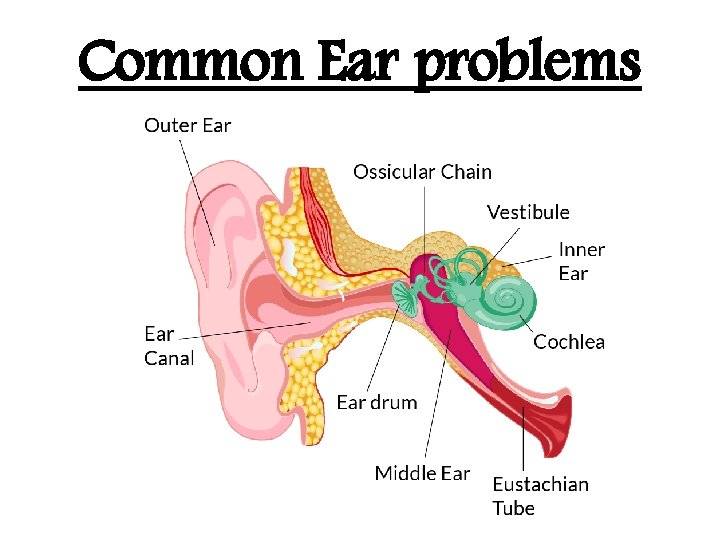 Common Ear problems 