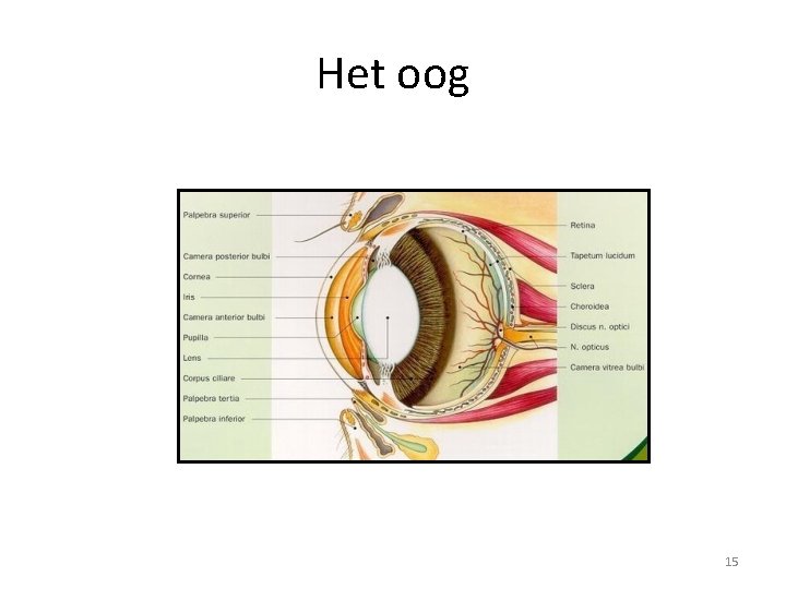 Het oog 15 