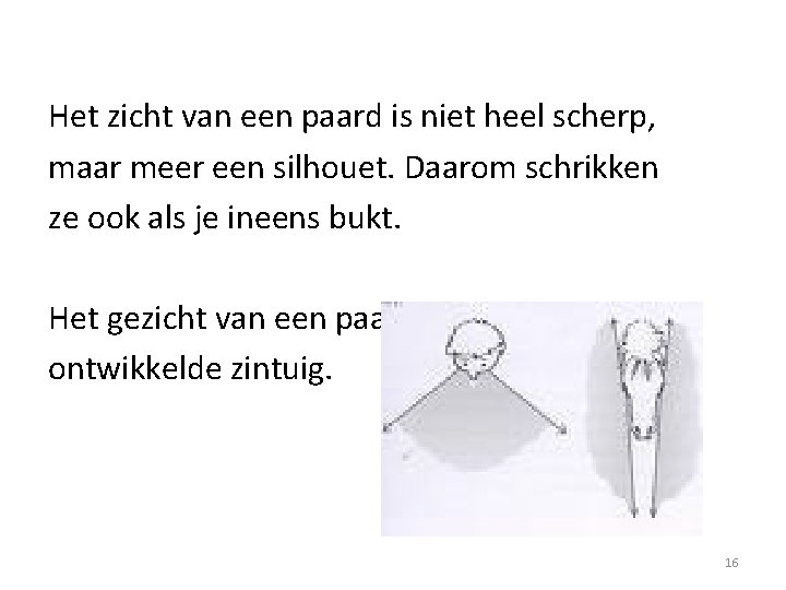 Het zicht van een paard is niet heel scherp, maar meer een silhouet. Daarom