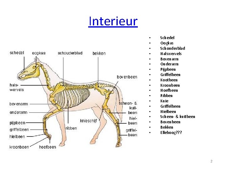 Interieur • • • • • Schedel Oogkas Schouderblad Halswervels Bovenarm Onderarm Pijpbeen Griffelbeen