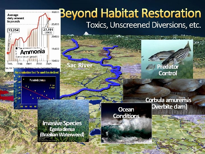Beyond Habitat Restoration Toxics, Unscreened Diversions, etc. Ammonia Sac River Invasive Species Predator Control