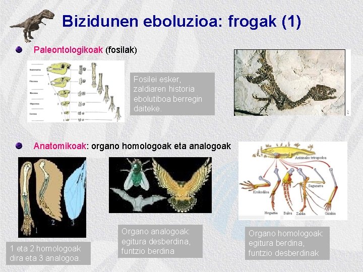 Bizidunen eboluzioa: frogak (1) Paleontologikoak (fosilak) Fosilei esker, zaldiaren historia ebolutiboa berregin daiteke. Anatomikoak: