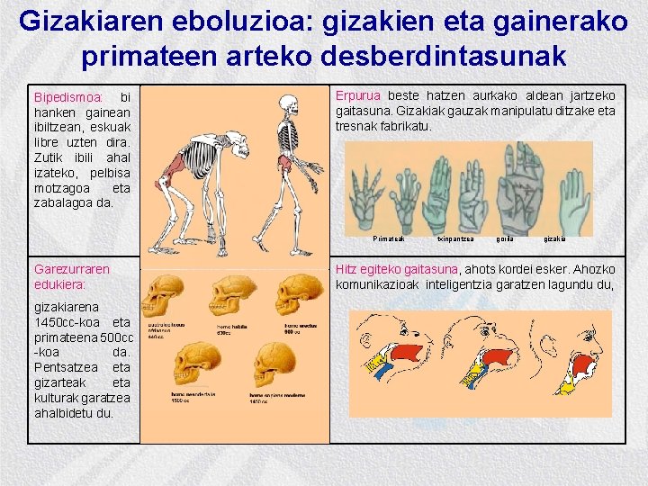 Gizakiaren eboluzioa: gizakien eta gainerako primateen arteko desberdintasunak Bipedismoa: bi hanken gainean ibiltzean, eskuak