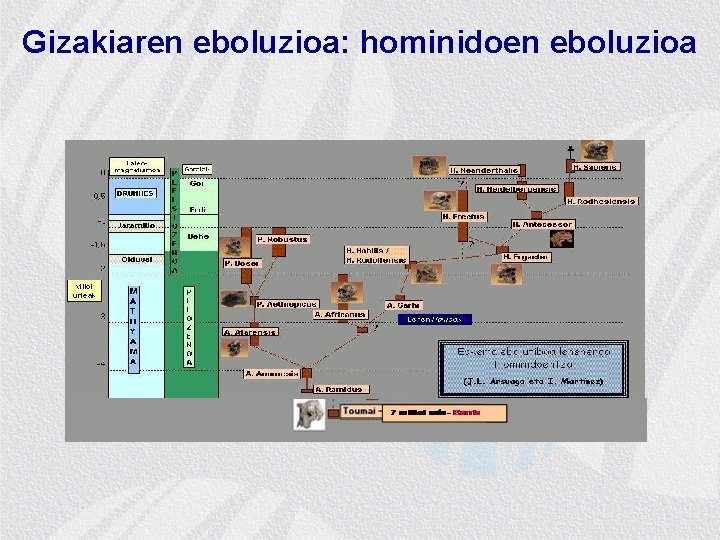 Gizakiaren eboluzioa: hominidoen eboluzioa 