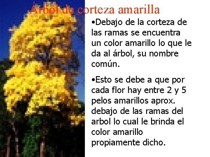 Árbol de corteza amarilla • Debajo de la corteza de las ramas se encuentra