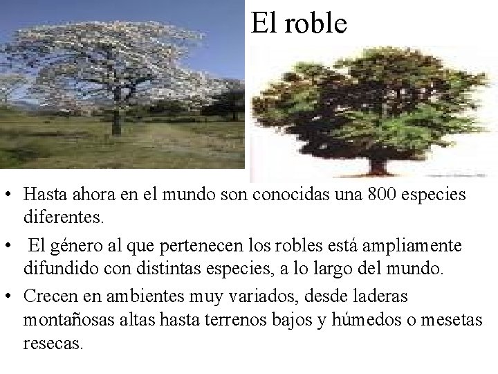 El roble • Hasta ahora en el mundo son conocidas una 800 especies diferentes.