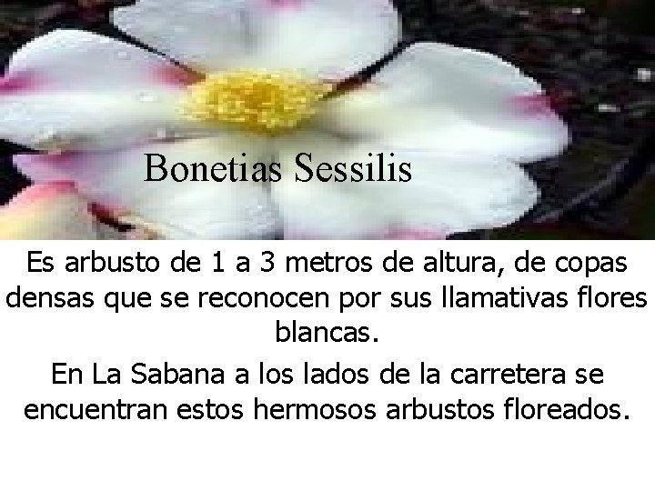 Bonetias Sessilis Es arbusto de 1 a 3 metros de altura, de copas densas