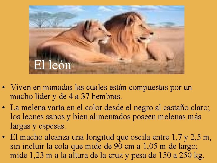 El león • Viven en manadas las cuales están compuestas por un macho líder