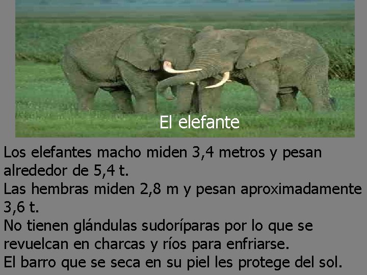 El elefante Los elefantes macho miden 3, 4 metros y pesan alrededor de 5,