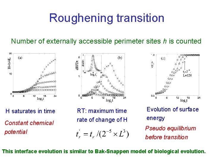 Roughening transition Number of externally accessible perimeter sites h is counted H saturates in