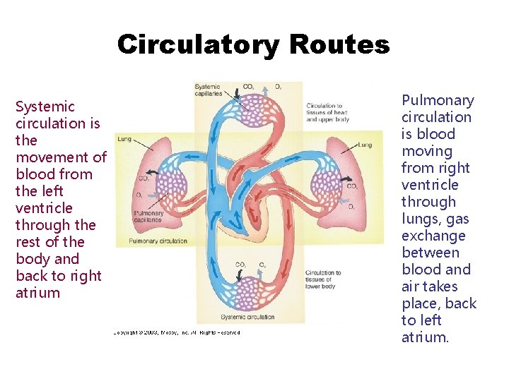 Circulatory Routes Systemic circulation is the movement of blood from the left ventricle through